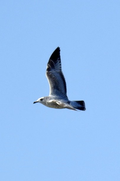 Ring-billed Gull - Christopher Daniels