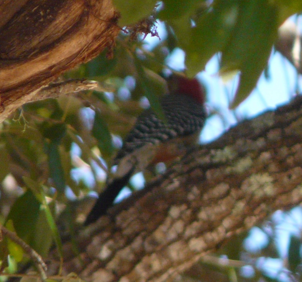 Red-bellied Woodpecker - ML496130511