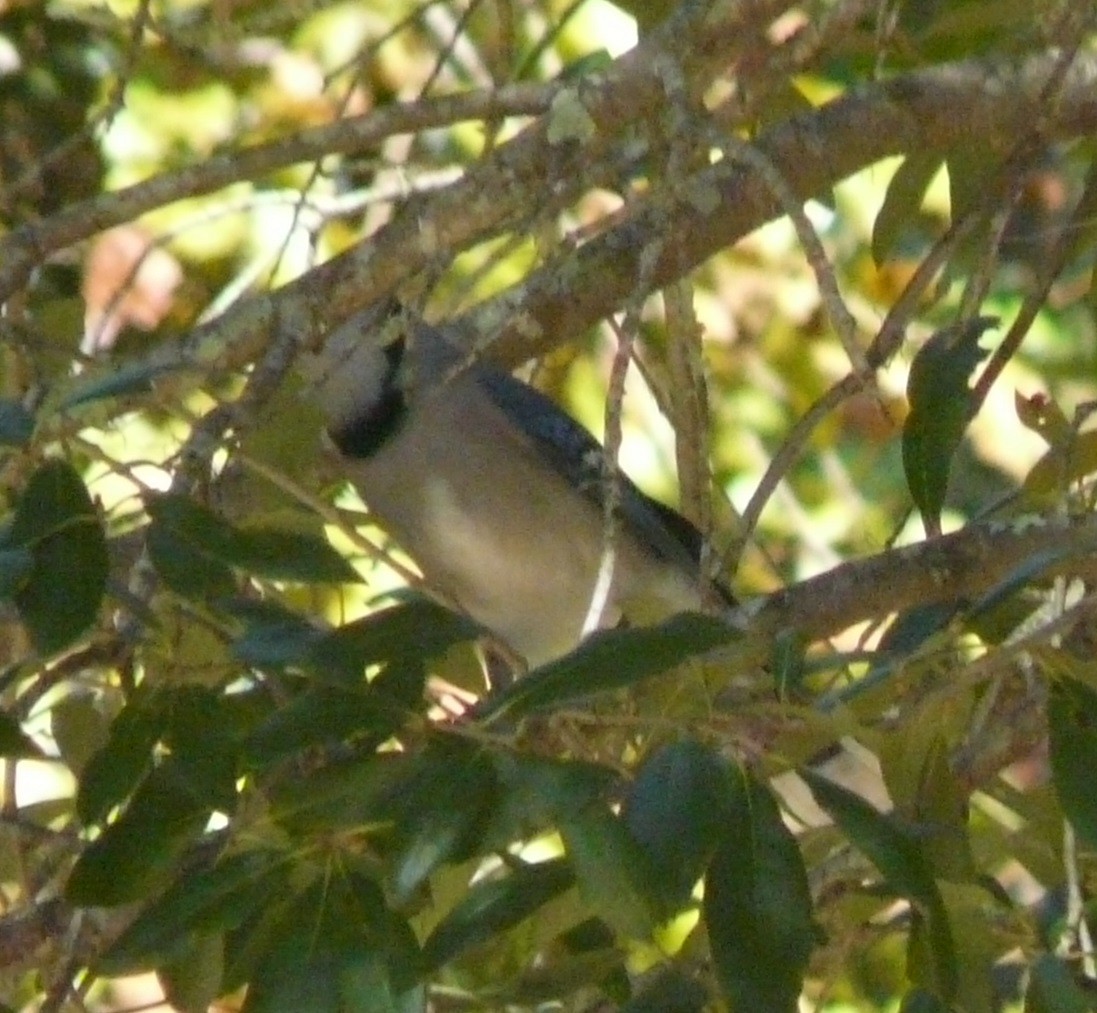 Blue Jay - ML496130571