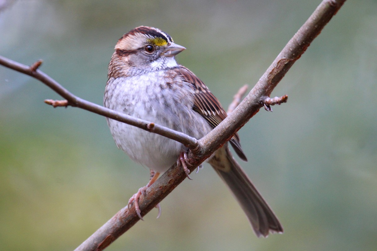 White-throated Sparrow - ML496130601