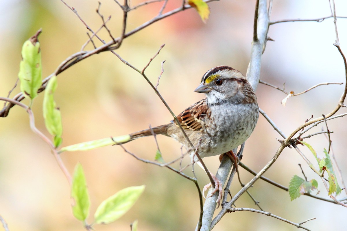 White-throated Sparrow - ML496130611