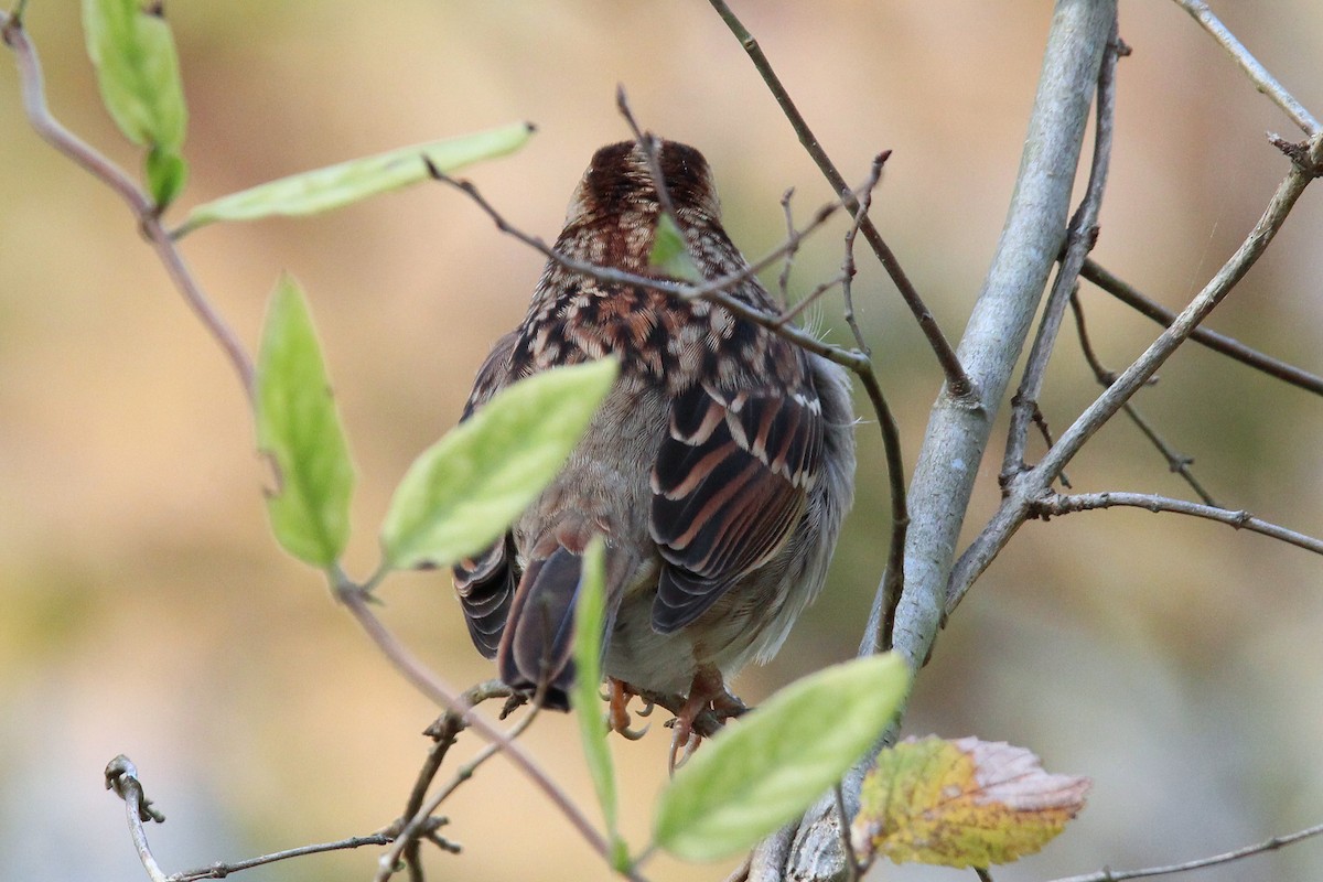 White-throated Sparrow - ML496130621