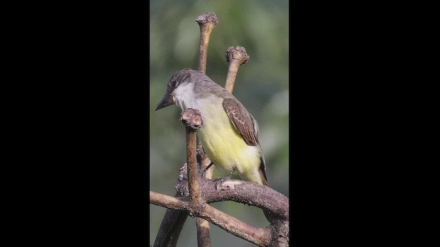 Thick-billed Kingbird - ML496131101