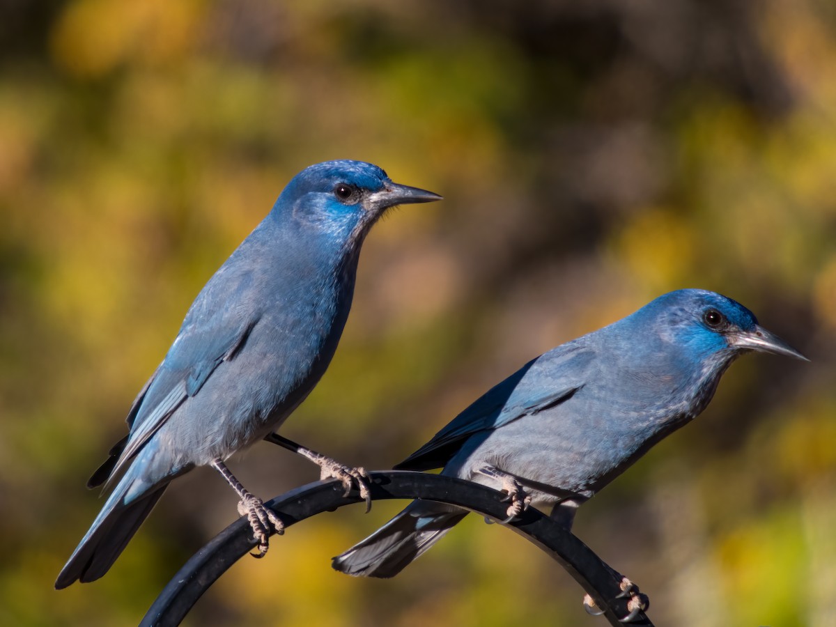 Pinyon Jay - Glenn Kincaid