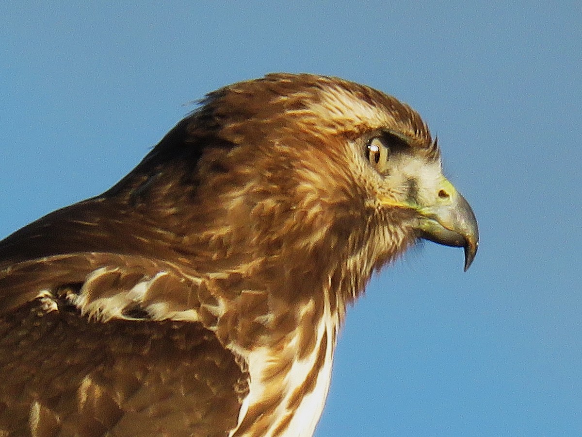 Red-tailed Hawk - ML496132371