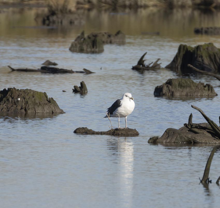 Great Black-backed Gull - ML496134541