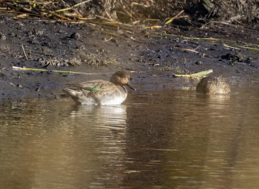 Green-winged Teal - ML496134601