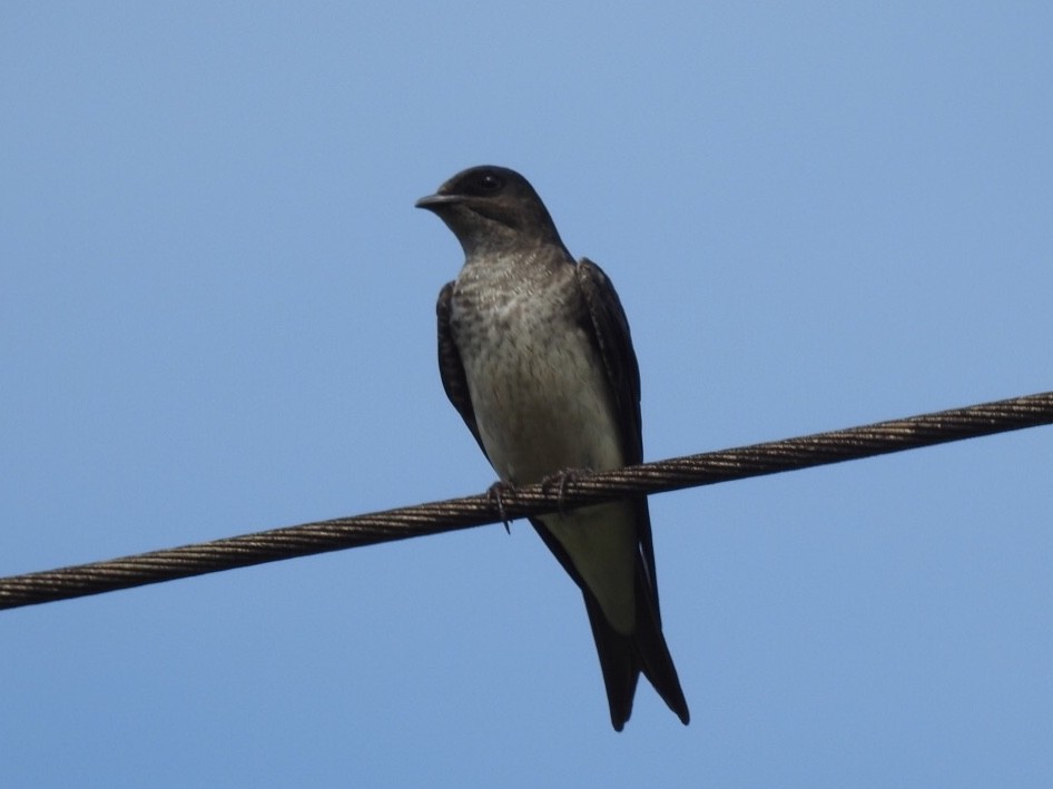 Brown-chested Martin - ML496134641