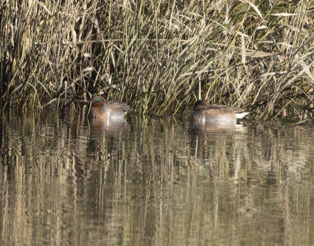 Green-winged Teal - ML496134651