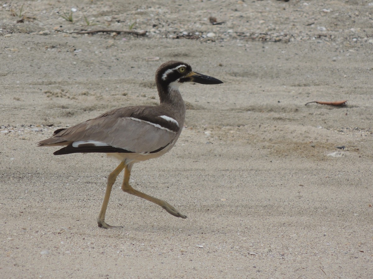 Beach Thick-knee - ML49613481