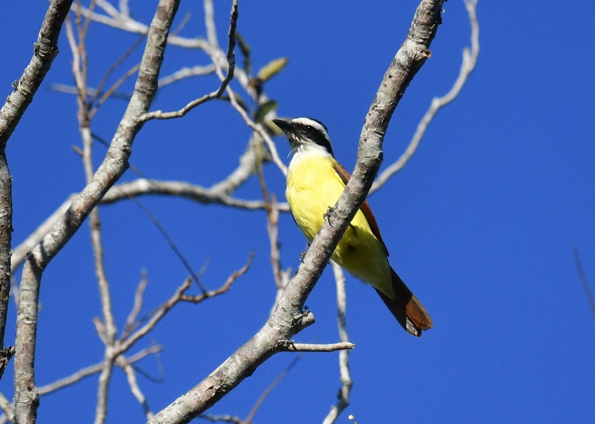 Great Kiskadee - ML496135291