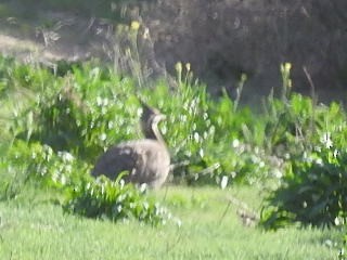 Tinamou élégant - ML496135421