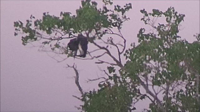 White-tailed Hawk - ML496136481