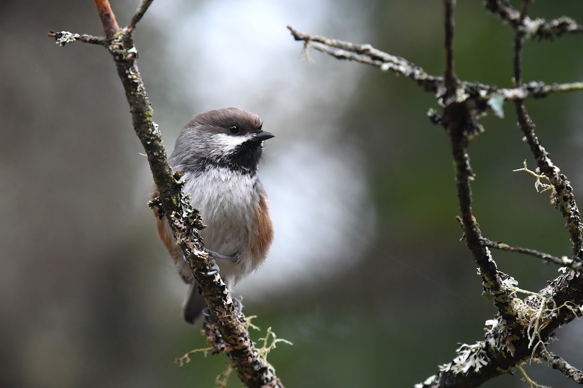 Boreal Chickadee - ML496136941