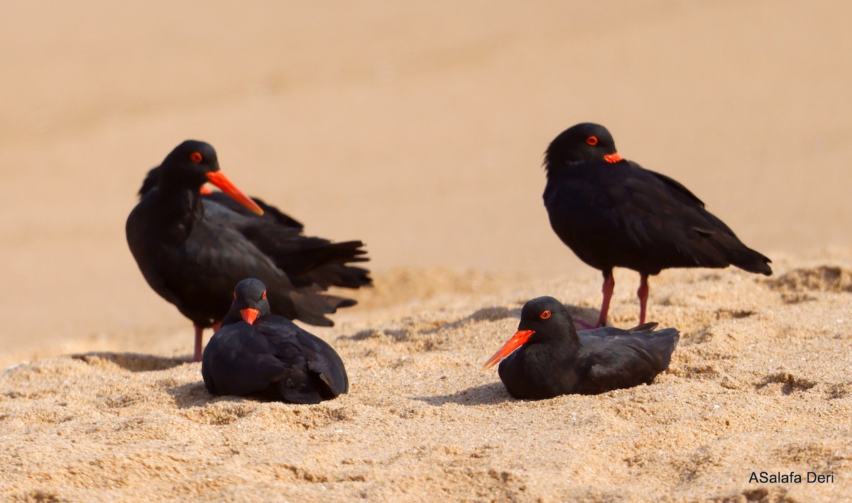 African Oystercatcher - ML496137331