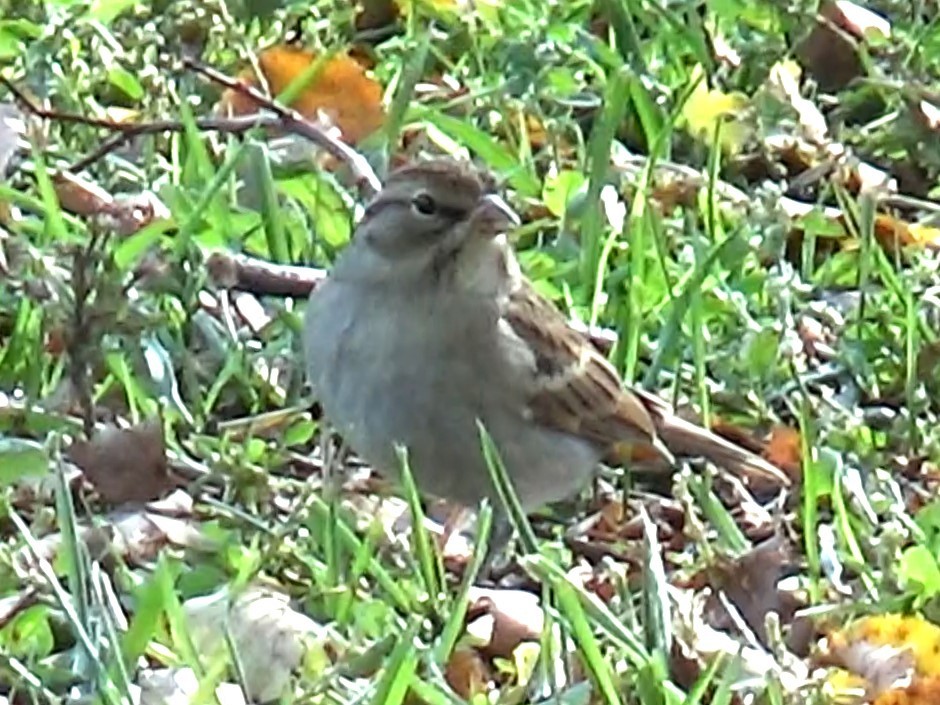 Chipping Sparrow - ML496138711
