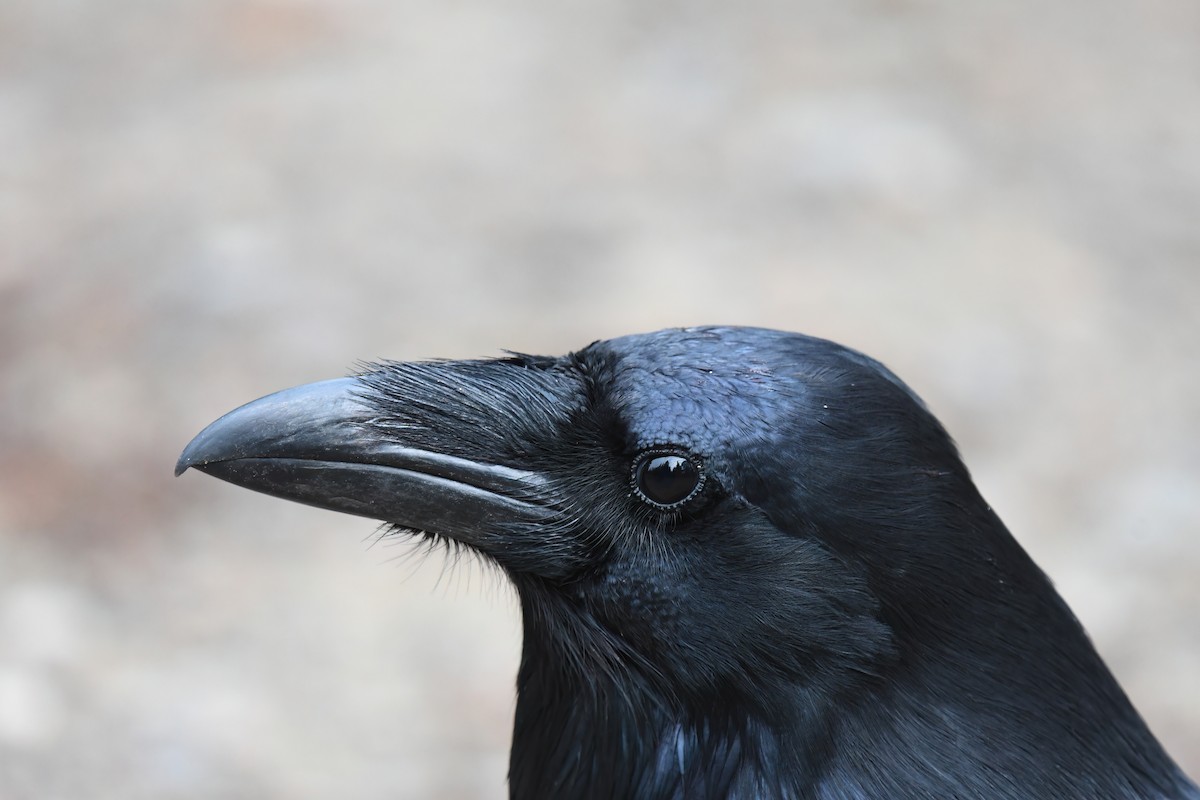 Common Raven - ML496138721