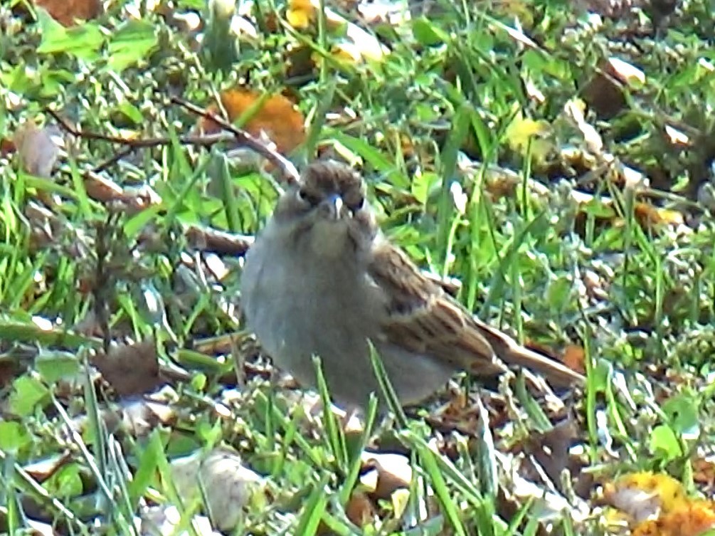 Chipping Sparrow - ML496138731
