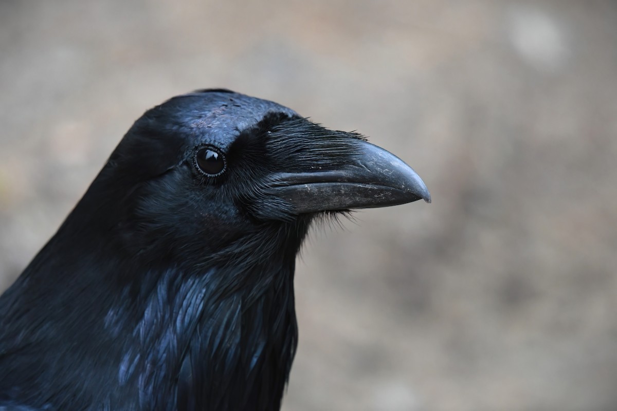 Common Raven - Ed Poropat