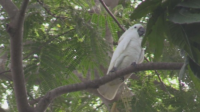 Weißhaubenkakadu - ML496139361