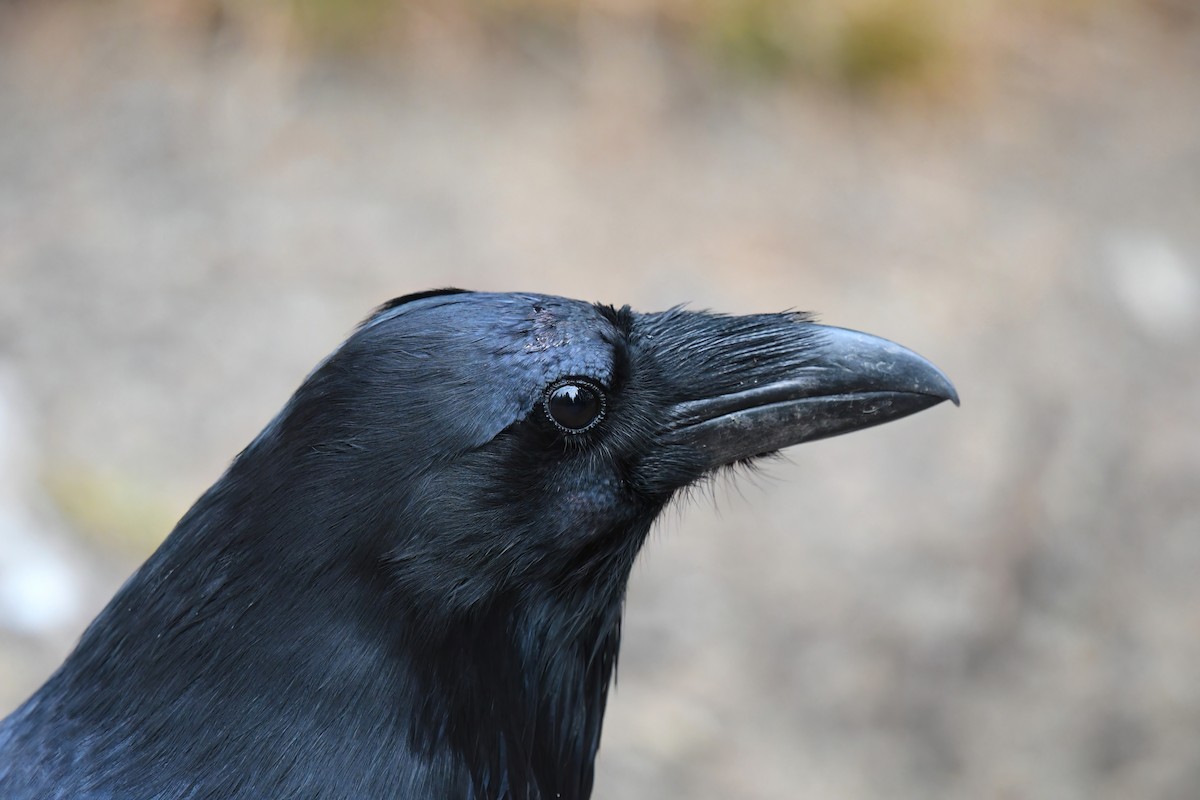 Common Raven - ML496139401