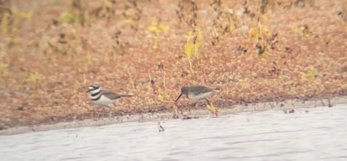 Dunlin - ML496141871