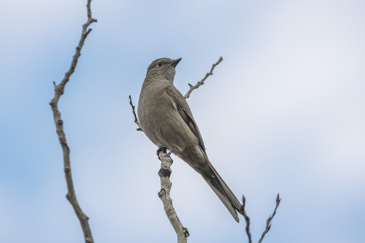 Townsend Soliteri - ML496141941