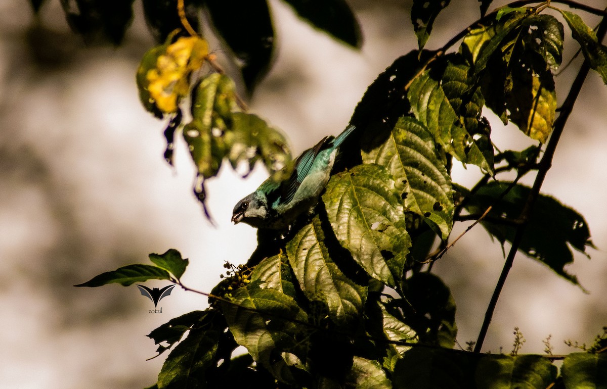 Azure-rumped Tanager - ML496142061