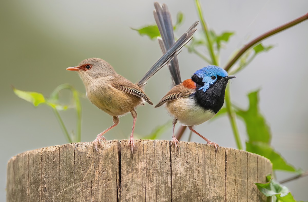 Variegated Fairywren - Martin Anderson