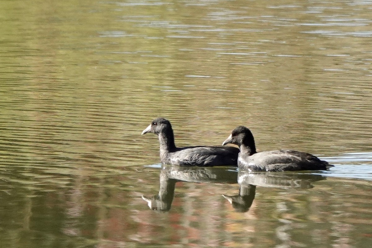 American Coot - ML496143221