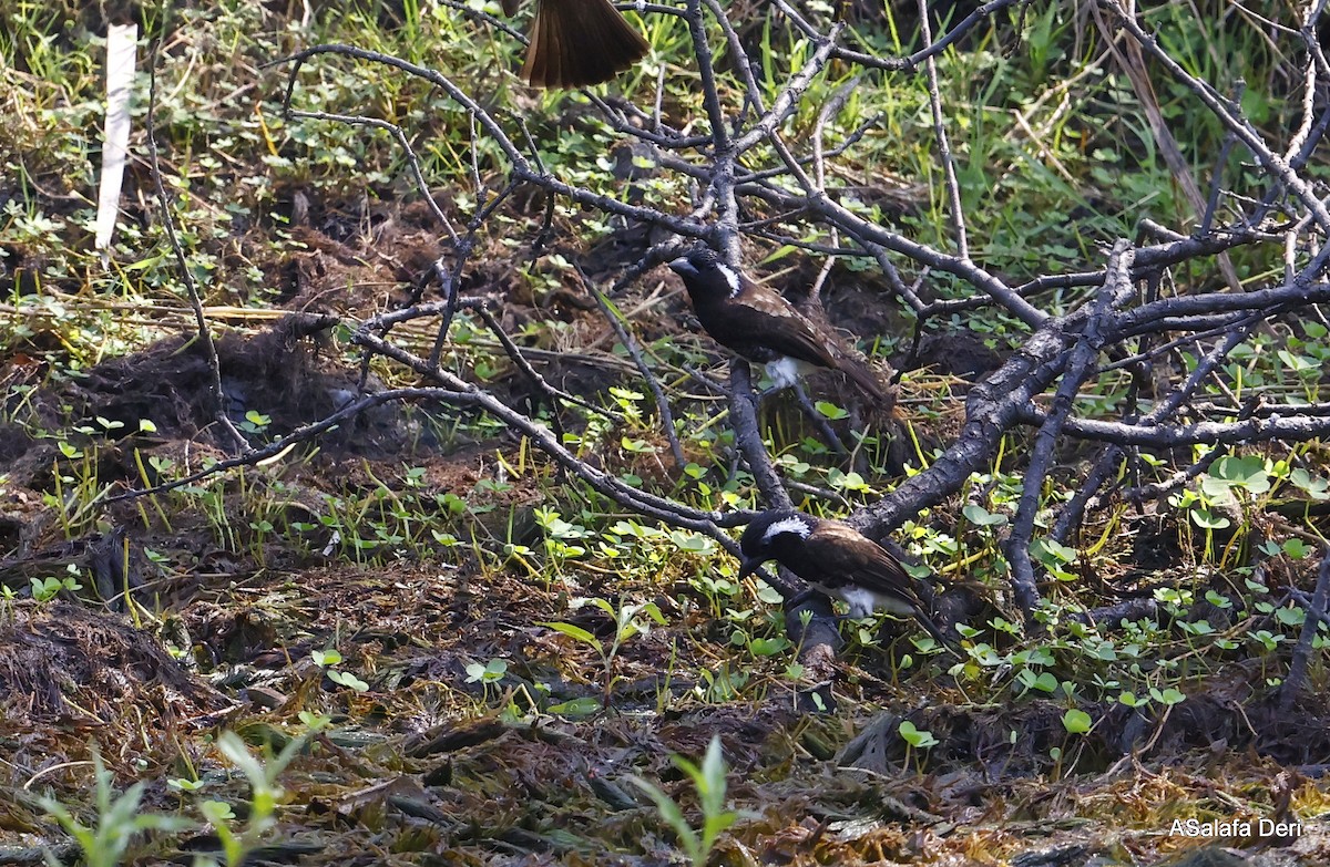 vousáček bělouchý (ssp. leucotis/kilimensis) - ML496143241