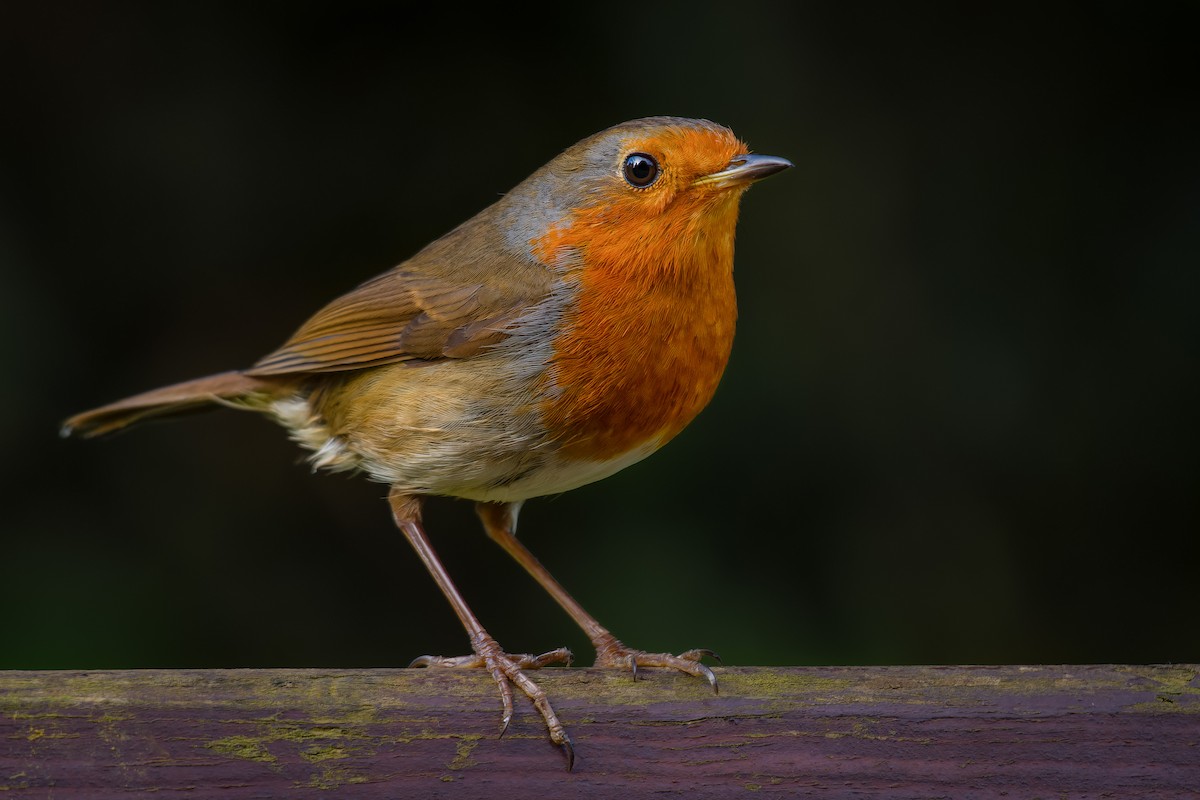 European Robin - Alexander Montero