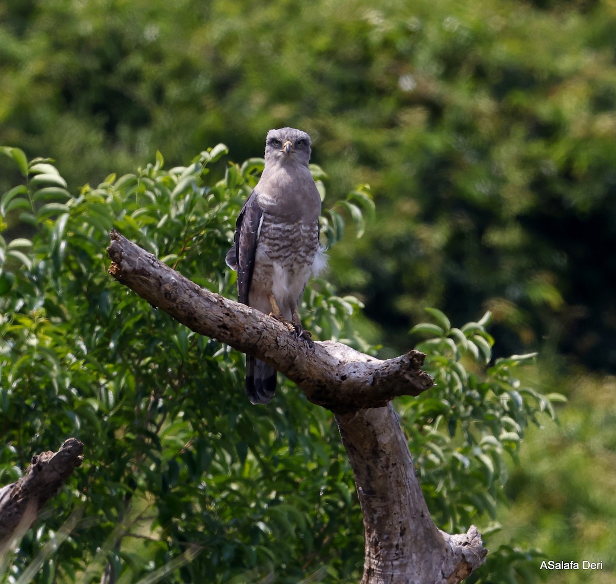 Fasciated Snake-Eagle - ML496145011