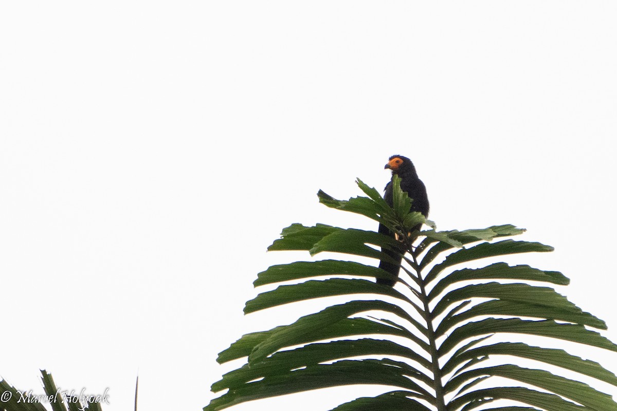 Black Caracara - ML496145261