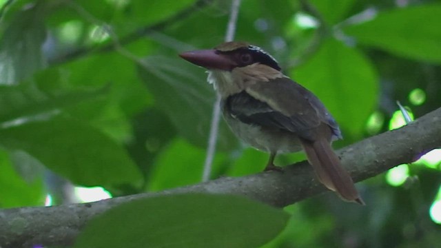 Sulawesi Lilac Kingfisher - ML496145861