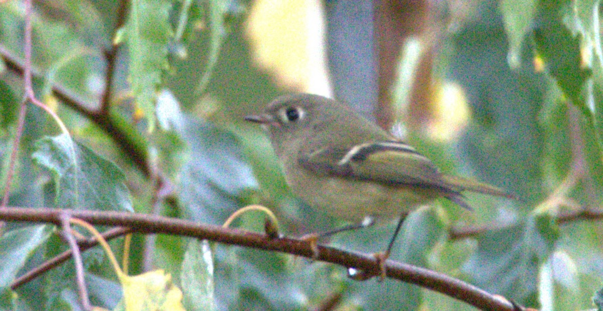 Ruby-crowned Kinglet - Walter Thorne