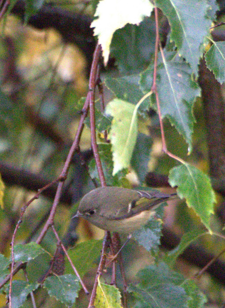 Ruby-crowned Kinglet - Walter Thorne