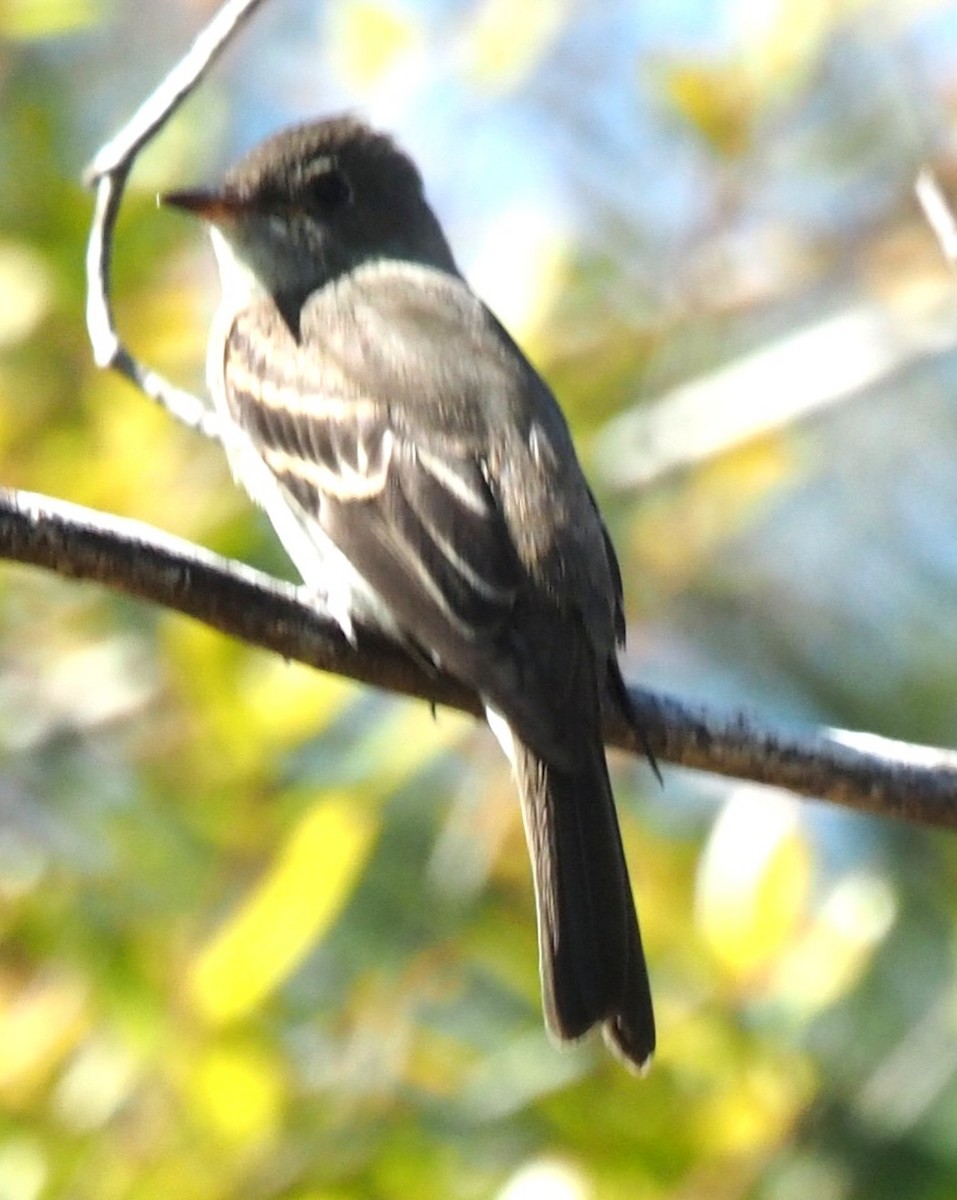 Eastern Wood-Pewee - David Hochadel