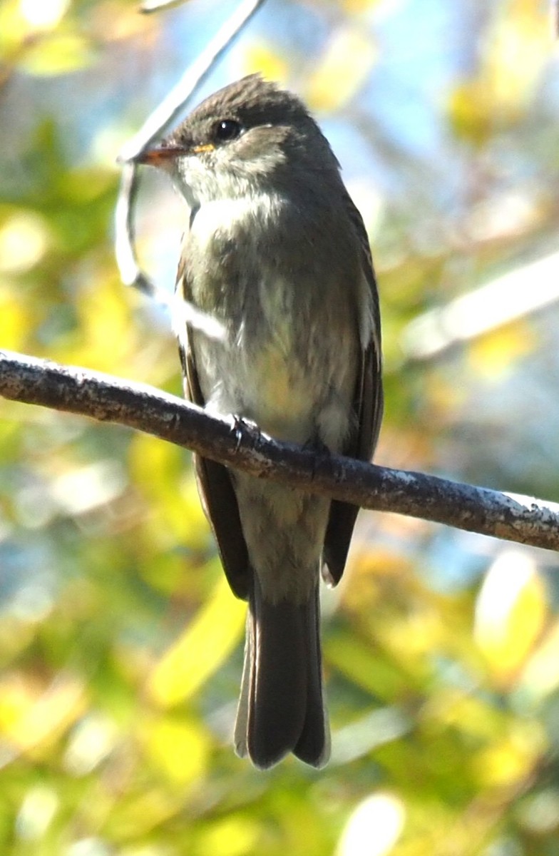 Eastern Wood-Pewee - ML496146281