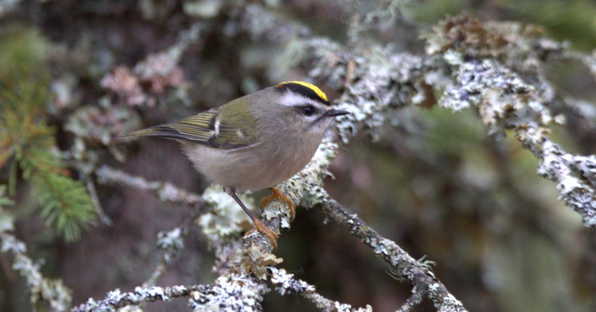 Golden-crowned Kinglet - Walter Thorne