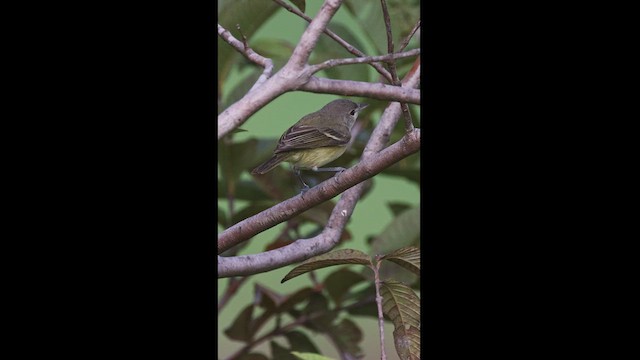 Bell's Vireo - ML496146931