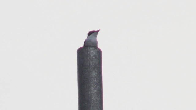 Moluccan Flycatcher - ML496147561
