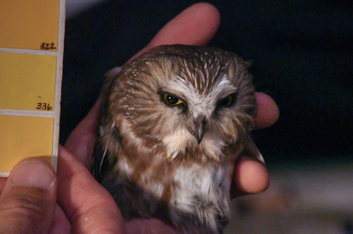 Northern Saw-whet Owl - Bob Reiter