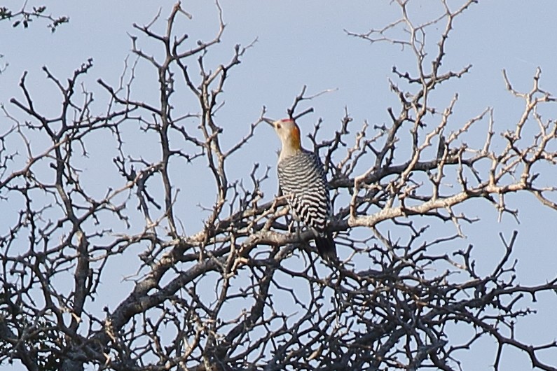 Golden-fronted Woodpecker - ML496151191