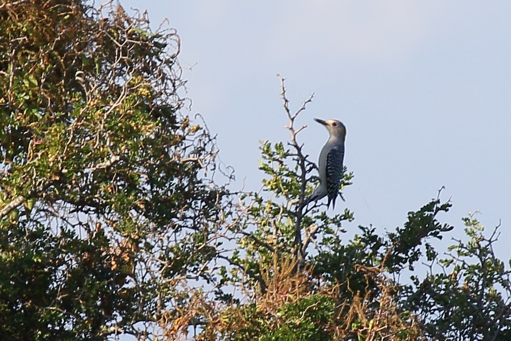 Golden-fronted Woodpecker - ML496151211