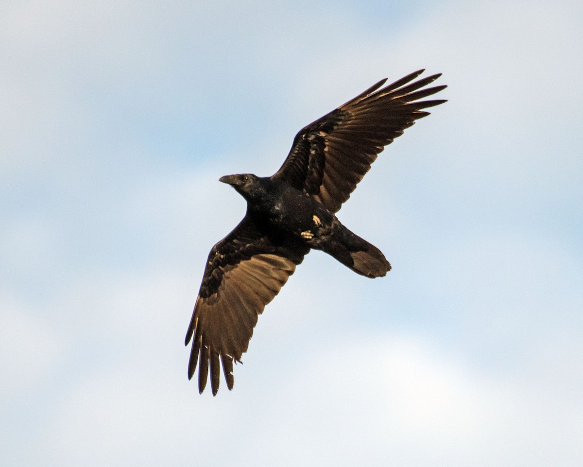 Common Raven - ML496152341