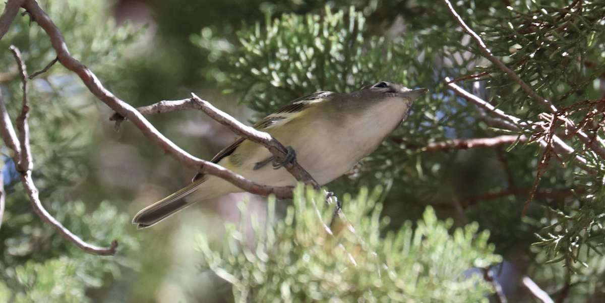 Cassin's Vireo - ML496153721