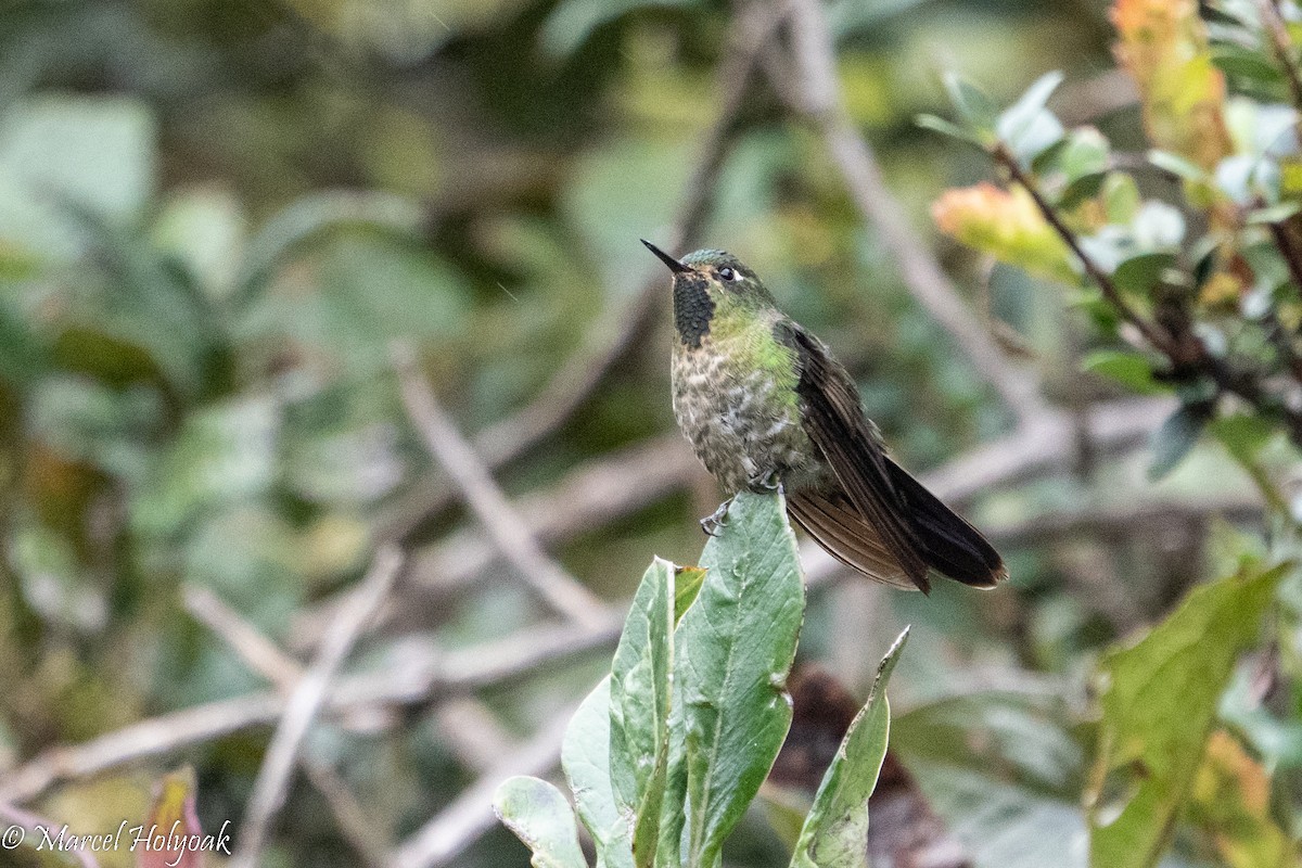 kolibřík dřišťálový - ML496153881