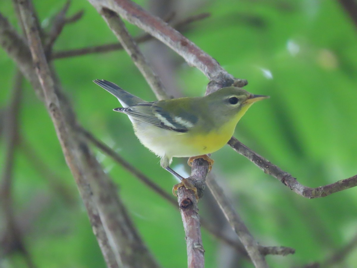 Parula Norteña - ML496154901