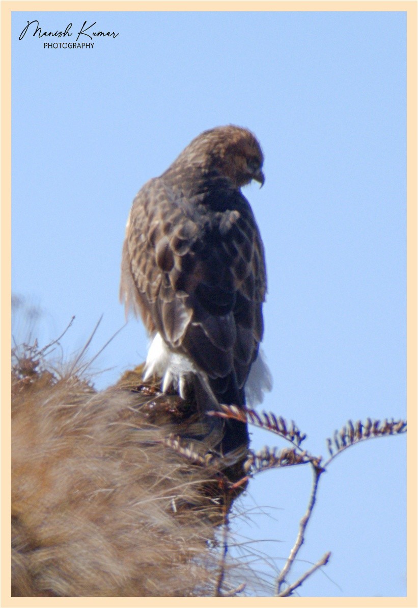 Himalayan Buzzard - Manish Kumar